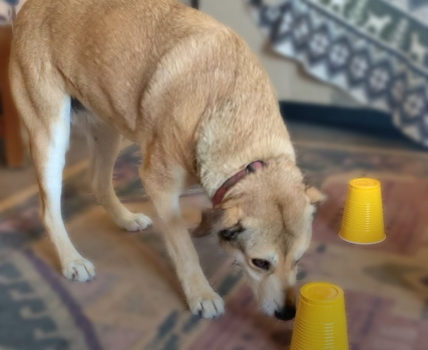 Dog playing shell game
