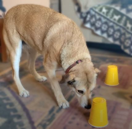 Dog playing shell game